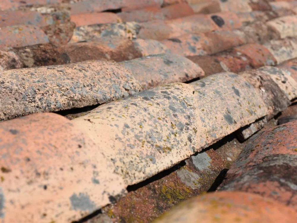 Lichen sur couverture